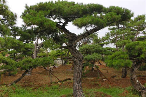 如何判斷造型松樹的健康狀況？